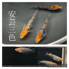 【nego_mdk】各種メダカ針子抜け〜稚魚5/30