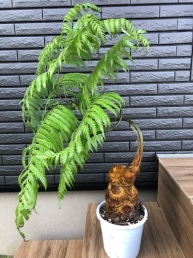 キンモウコウ