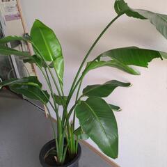 金運アップ　ストレリチア　１３０センチの大型観葉植物