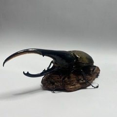 群馬県のヘラクレスの中古が安い！激安で譲ります・無料であげます  