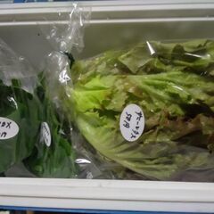 6月2日の新鮮野菜50円コーナーの品出し予定です。