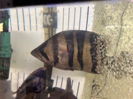 ダトニオ プラスワン 左右対称バンド