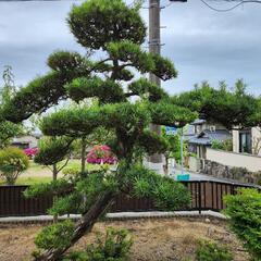 まきの木(槙)、松の木、日本庭園用