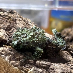 11月販売ベトナムコケガエル