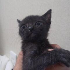 1ヶ月半黒猫の女の子