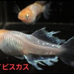 取引中【改良メダカ】🐠ハイビスカス🐠稚魚🐠6匹🐠現物個体🐠