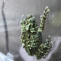 11月販売ベトナムコケガエル