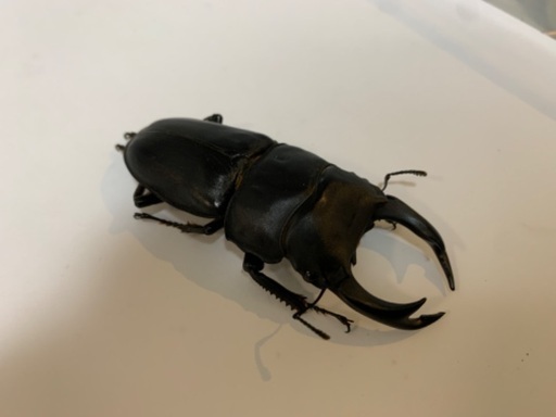 【名駅受け渡し】SR血統オオクワガタ 77×49ペア