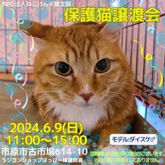 ねこけん千葉支部・保護猫譲渡会開催します。