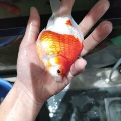 玉サバ　金魚