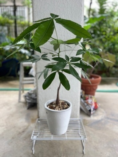 [観葉植物]パキラ陶器鉢\n