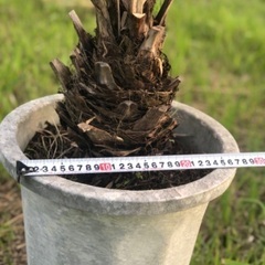 ナツメヤシ 耐寒性強- FUJITSU/富士通 ルームエアコン nocria 6畳 2021