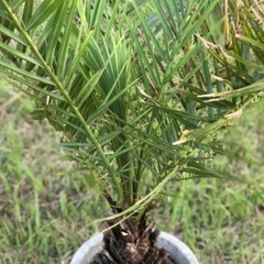 ナツメヤシ　耐寒性強