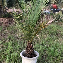 ナツメヤシ　耐寒性強