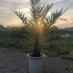 ナツメヤシ　耐寒性強