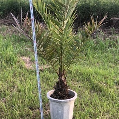 ナツメヤシ　耐寒性強