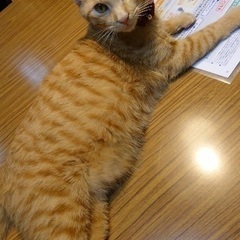 千葉茂原市東郷で茶トラの猫を探しています