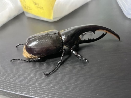 最終値下げヘラクレスオオカブト優良血統ペア早い物勝ち