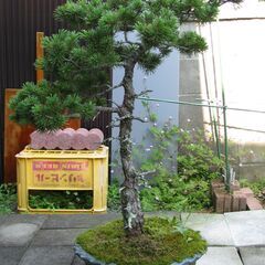 盆栽鉢【ゴヨウマツ 五葉松 鉢径４０ｃｍ】樹高約７５ｃｍ