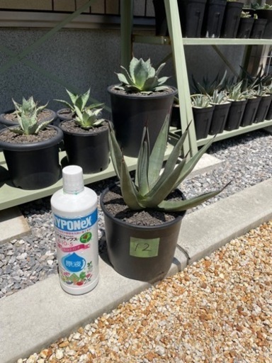 アガベシャークスキン② - ガーデニング 