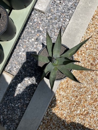 土日引き取り対応可 天然灰御影石 カナダ産 カレドニア 1700枚