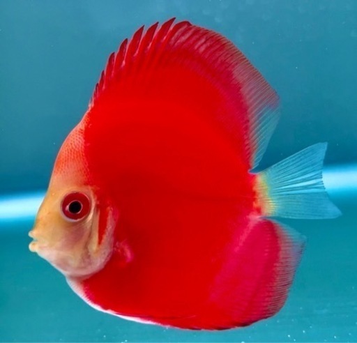 ディスカス　６匹まとめ