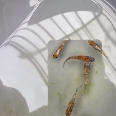 極三色ラメメダカ