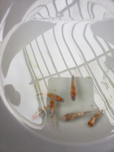 極三色ラメメダカ