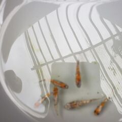 極三色ラメメダカ