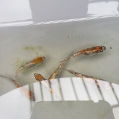 極三色ラメメダカ