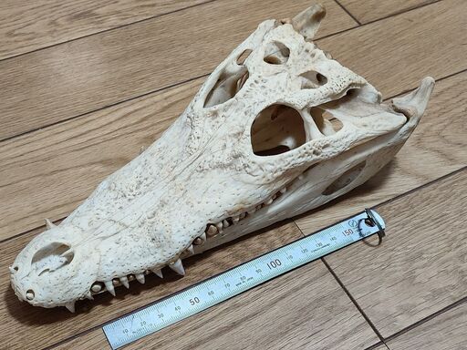 ワニの頭蓋骨