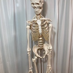 人体模型 骸骨 人体 模型  等身大　スタンド付き