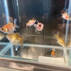 水槽セット ローズテールオランダ稚魚 無料スポットライト4個付き