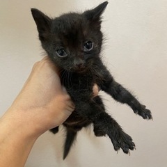 可愛らしい黒猫ちゃん
