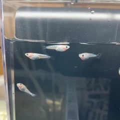 夜桜ブルーラメ若魚サイズ1匹¥30円