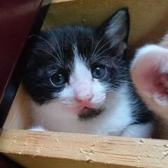 （お話中）＊里親募集＊5/1生まれ1ヶ月！子猫ミックス、白黒