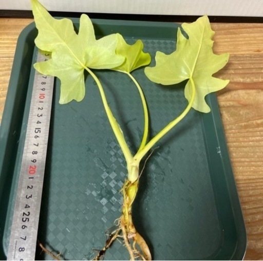 酔っ払いの木　トックリキワタ　パラボラッチョ　トゲトゲ　鑑賞樹木　塊根植物 酔っ払いの木 トックリキワタ パラボラッチョ トゲトゲ 鑑賞樹木 塊根