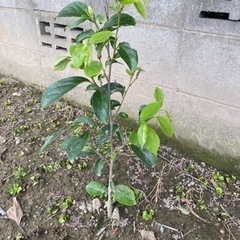 渋柿の木