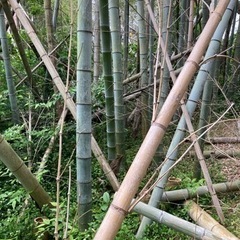 竹藪の整備、管理