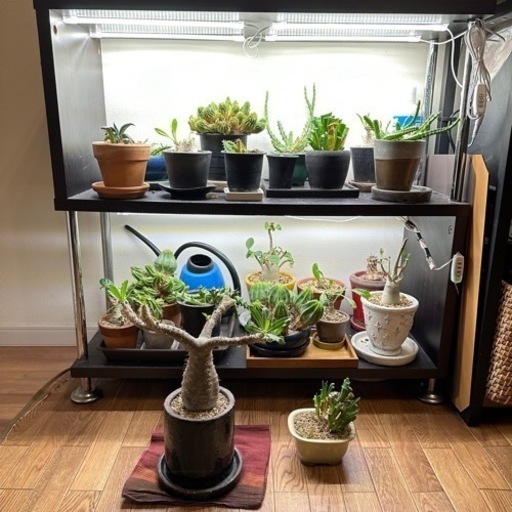 多肉植物 まとめ！ 家具 インテリア雑貨/小物 置物、オブジェ