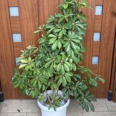 観葉植物　カポック（シェフレラ） 高さ約125cm 