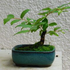 ミニ盆栽サルスベリ