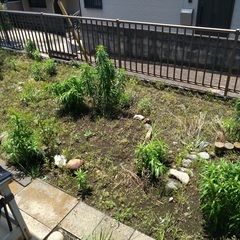 庭と家のまわりの雑草除去をお願いします