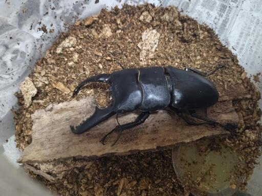 パラワンオオヒラタクワガタ♂♀ペア