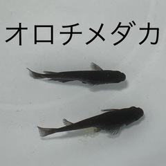 オロチメダカ　めだか　稚魚(１センチ未満) ８匹５００円