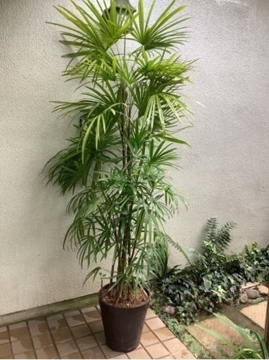 棕櫚竹(シュロチク)観葉植物A　10本立(内新芽1)