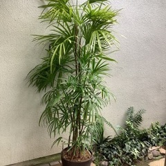 🌴棕櫚竹(シュロチク)観葉植物A　10本立(内新芽1)