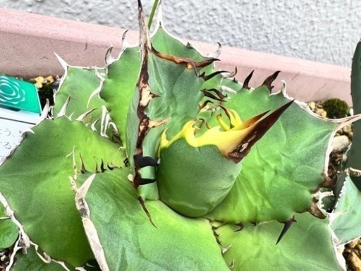 選抜】オテロイ アイスクリーム ノーネーム 子株 アガベ チタノタ