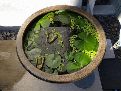 信楽焼のビオトープ