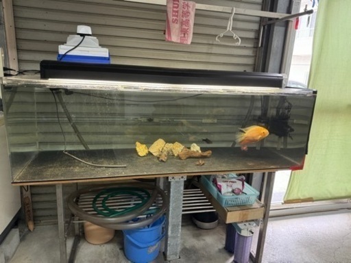アクリル水槽150センチ